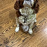dog, cavalier_king_charles_spaniel, pet, indoor, wooden_floor, brown_and_white, fluffy_ears, looking_up, cute, animal, companion, fur, portrait, flooring, domestic, small_dog, sitting, canine, whiskers, collar