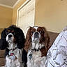 dog, cavalier_king_charles_spaniel, pet, indoor, couch, blanket, fur, animal, companion, cute, sitting, two_dogs, brown_and_white, black_and_white, ears, collar, home, living_room, wall, door