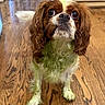 dog, cavalier_king_charles_spaniel, brown_and_white, green_stain, wooden_floor, indoor, pet, curly_ears, fur, cute, looking_up, small_dog, house, flooring, domestic_animal, companion, animal, portrait, whiskers, curious