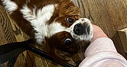 Oliver joined the competition — help win amazing prizes! dog, brown_and_white, fur, floor, wooden_floor, person, arm, sleeve, curious, pet, indoor, closeup, looking_up, companion, animal, cute, friendly, domestic, canine, resting_head