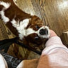dog, brown_and_white, fur, floor, wooden_floor, person, arm, sleeve, curious, pet, indoor, closeup, looking_up, companion, animal, cute, friendly, domestic, canine, resting_head