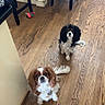 dog, cavalier_king_charles_spaniel, wooden_floor, indoor, pet, animal, two_dogs, curious, brown_and_white, black_white_brown, kitchen, stools, toy, flooring, domestic, companion, cute, waiting, looking_up, furniture
