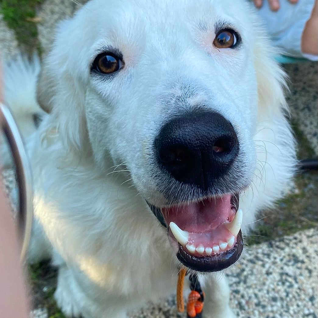 Gaspard participe au concours pour gagner de l'argent avec cette photo : accessories, animal, baby, bodypart, canine, dog, eskimodog, goldenretriever, grass, hound, husky, labradorretriever, leash, mouth, person, pet, plant, puppy, strap, whitedog