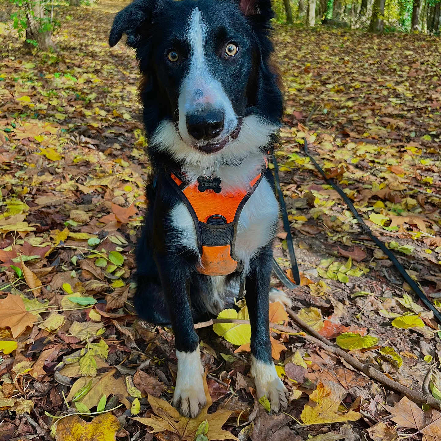 Baloo participe au concours pour gagner de l'argent avec cette photo : accessories, animal, ball, canine, dog, grass, grove, land, leaf, nature, outdoors, pet, plant, puppy, soil, sport, strap, tree, vegetation, woodland