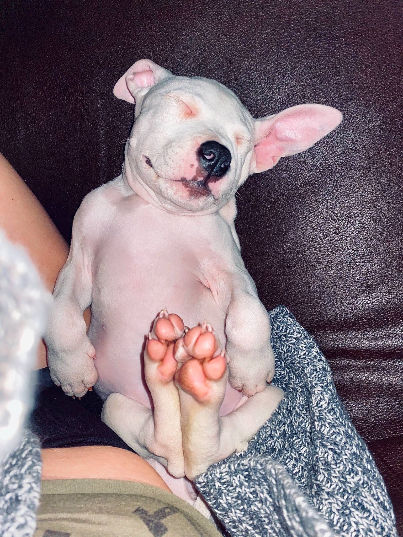 Croc is registered to the contest to win money with this photo: canidae, carnivore, chest, comfort, companion_dog, dog, dog_breed, ear, eye, fawn, head, jaw, linens, nail, pink, snout, terrestrial_animal, toy_dog, working_animal, wrist