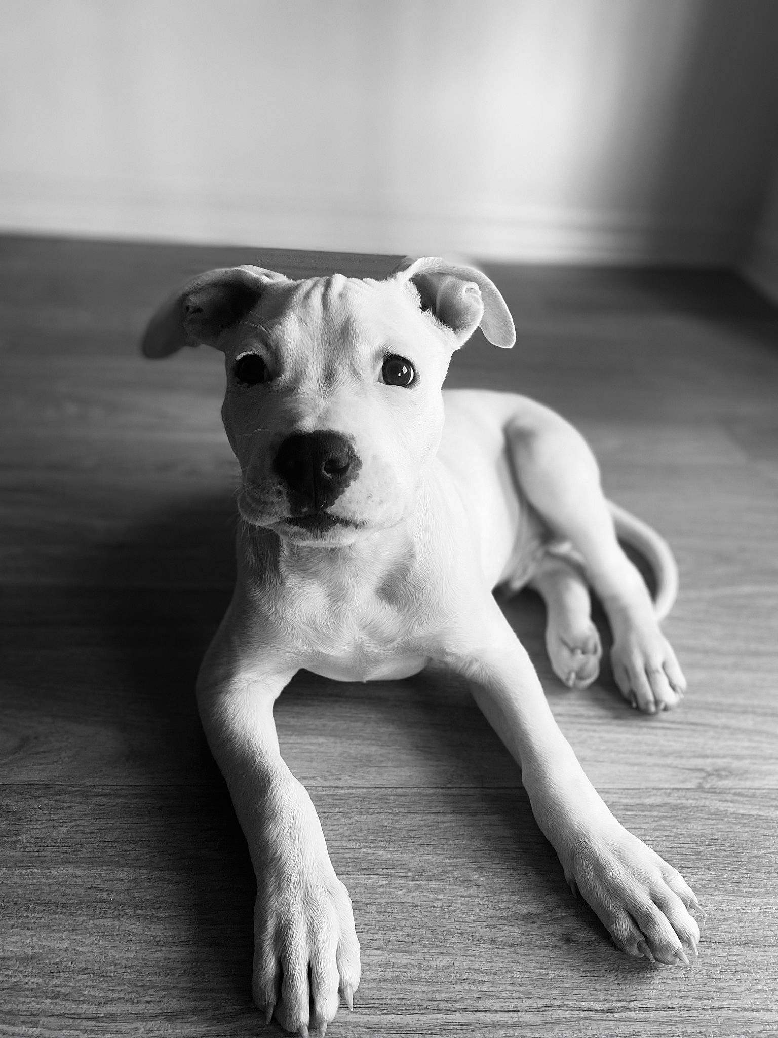 Croc is registered to the contest to win money with this photo: canidae, carnivore, companion_dog, dog, dog_breed, fawn, flooring, grey, hardwood, monochrome, monochrome_photography, paw, pet_supply, snout, sporting_group, tail, toy_dog, whiskers, wood, working_animal