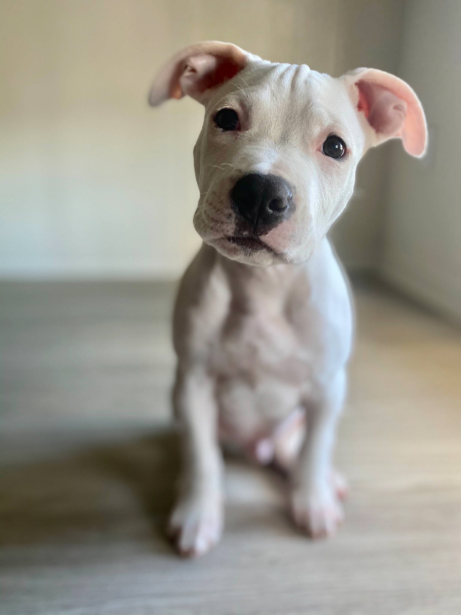 Croc joined the competition — help win amazing prizes! canidae, carnivore, collar, companion_dog, cordoba_fighting_dog, dog, dog_breed, dog_collar, dogo_argentino, fawn, non_sporting_group, snout, sporting_group, tail, toy, toy_dog, whiskers, working_animal