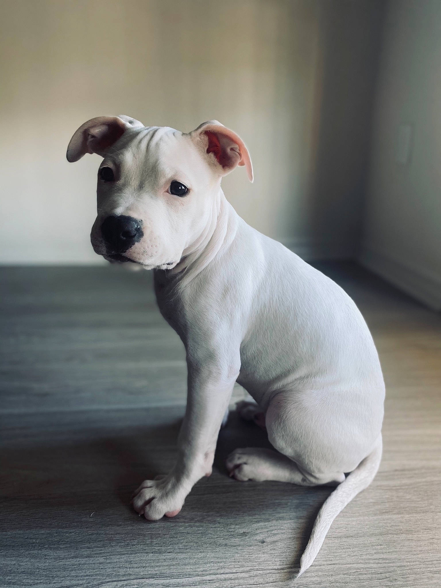 Croc joined the competition — help win amazing prizes! canidae, carnivore, collar, companion_dog, dog, dog_breed, dog_collar, dogo_guatemalteco, fawn, grey, non_sporting_group, snout, sporting_group, tail, terrestrial_animal, terrier, toy_dog, whiskers, wood, working_animal