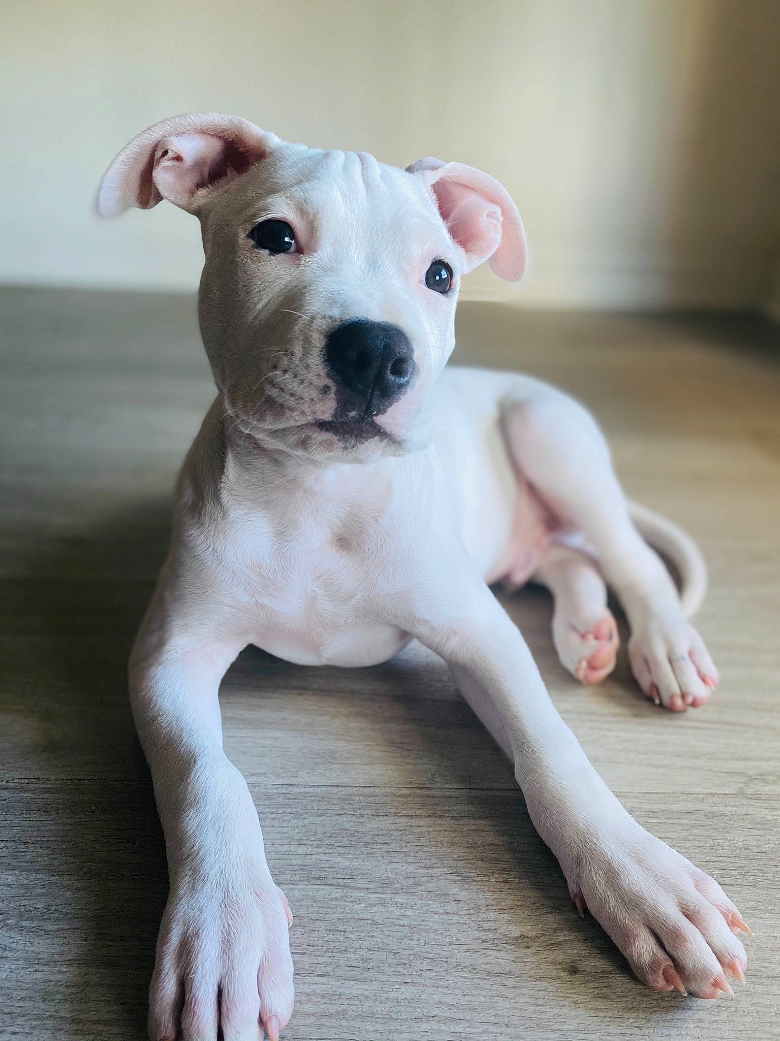 Croc is registered to the contest to win money with this photo: canidae, carnivore, collar, companion_dog, cordoba_fighting_dog, dog, dog_breed, fawn, hardwood, non_sporting_group, paw, snout, sporting_group, tail, terrestrial_animal, toy, toy_dog, whiskers, wood, working_animal