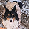 Lassie is registered to the contest to win money with this photo: animal, black, brown, canine, coat, cold, curious, cute, dog, ears, fashion, fur, outdoor, pet, pup, snow, tail, white, winter, wooden_deck