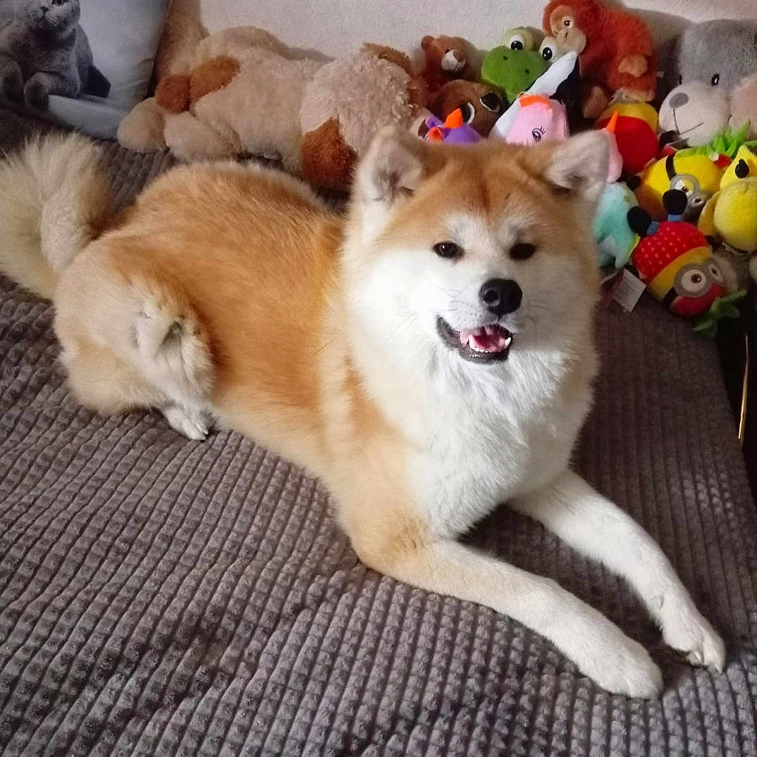 Nayu participe au concours pour gagner de l'argent avec cette photo : akita, dog, pet, stuffed_toys, plush, blanket, pillow, cat_image, indoor, cozy, relaxed, fur, smiling, toy_collection, bedroom, home, animal, cute, resting, comfort