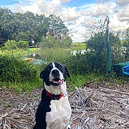 Ollie joined the competition — help win amazing prizes! black_and_white, clouds, collar, dog, grass, greenery, happy, house, kayak, landscape, leaf_litter, nature, outdoor, pet, pond, sitting, sky, smiling_dog, trees, water