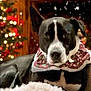 Ollie joined the competition — help win amazing prizes! animal, background, black_and_white, canine, christmas_tree, cozy, cute, decorations, dog, festive, fur, holiday, indoors, lights, pet, portrait, relaxed, scarf, seasonal, snow_effect