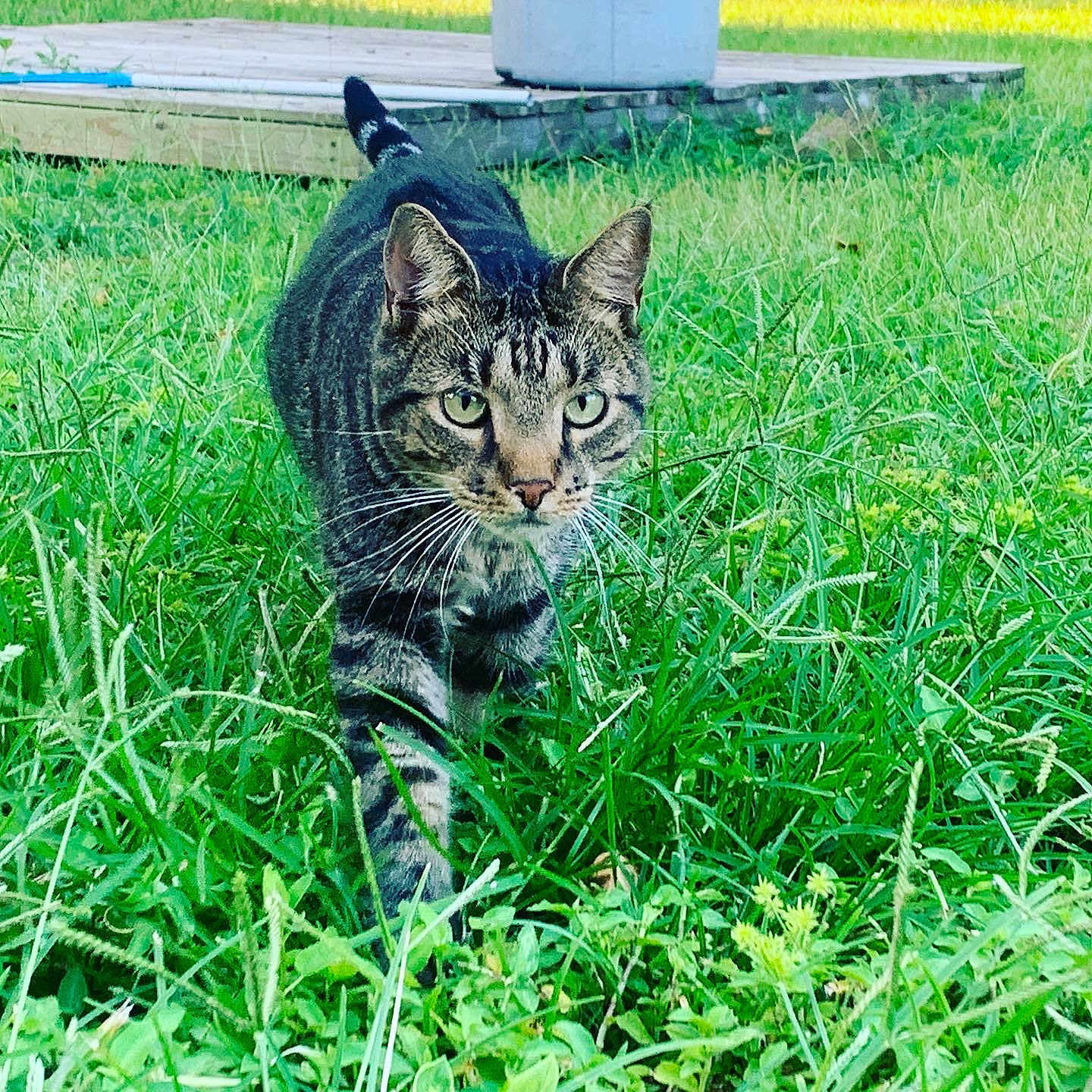 Prince joined the competition — help win amazing prizes! alert, animal, cat, closeup, daylight, ears, feline, focused, grass, greenery, mammal, nature, outdoor, pet, tabby, tail, walking, whiskers, wooden_deck, yard
