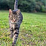 animal, cat, closeup, cute, daylight, eyes, feline, focus, garden, grass, greenery, mammal, nature, outdoor, pet, portrait, tabby_cat, tail, walking, whiskers