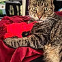 Prince joined the competition — help win amazing prizes! animal, bedroom, blanket, cat, claw, closeup, cozy, cute, domestic_animal, feline, fur, indoor, paw, pet, red_toy, relaxed, resting, tabby, toy, whiskers
