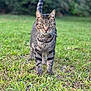 Prince is registered to the contest to win money with this photo: alert, animal, cat, closeup, daylight, domestic_cat, fur, grass, greenery, mammal, nature, outdoor, pet, portrait, standing, striped, tabby_cat, tail, walking, whiskers