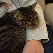 Prince is registered to the contest to win money with this photo: animal, cat, close_up, comfort, companion, cozy, cute, friendship, fur, gray_sleeve, human_arm, indoor, nap, pet, relaxation, resting, sleeping, soft, tabby_cat, whiskers