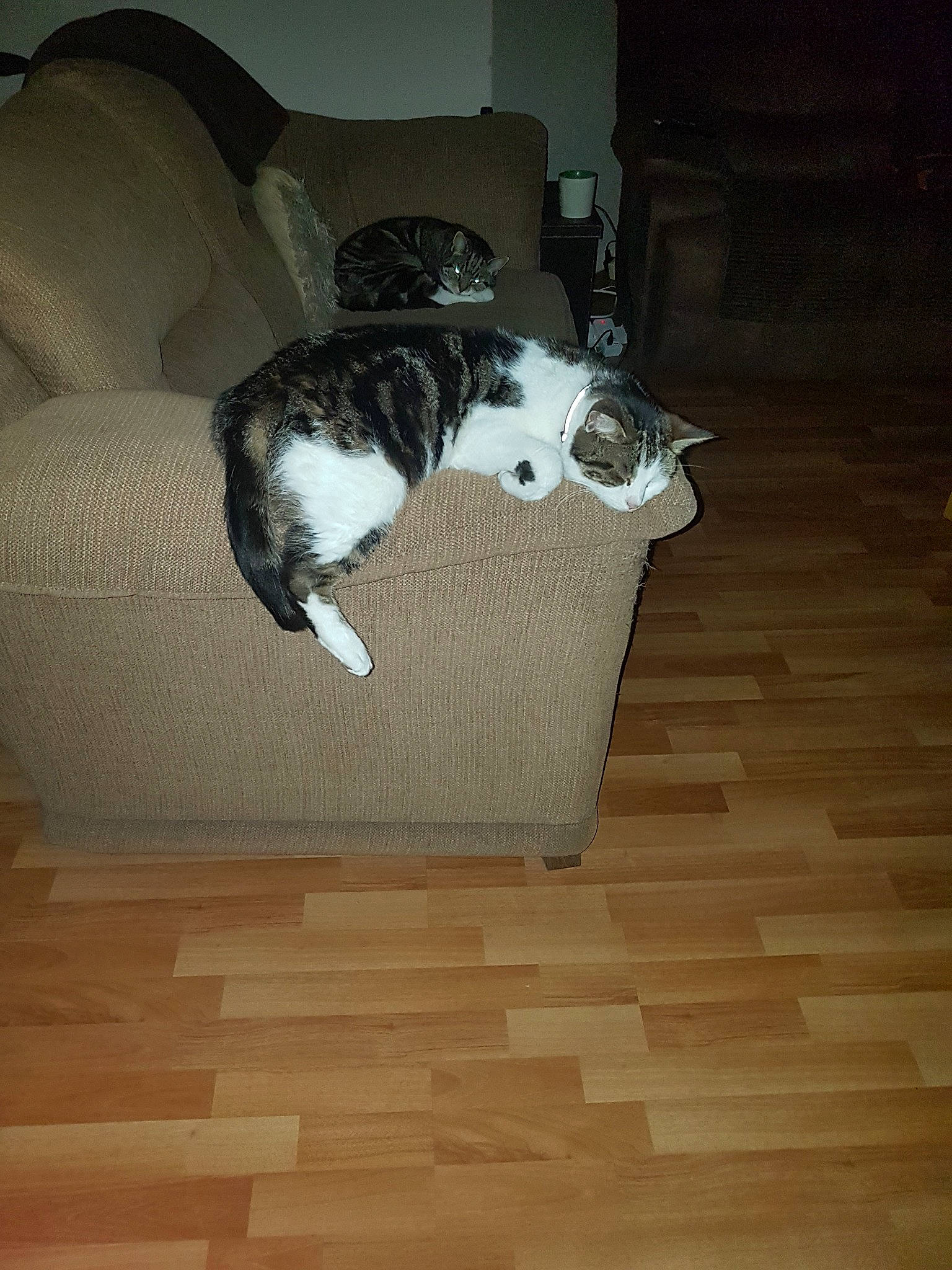 Lara is registered to the contest to win money with this photo: carnivore, cat, couch, european_shorthair, felidae, floor, flooring, fur, hardwood, laminate_flooring, room, small_to_medium_sized_cats, tail, whiskers, wood, wood_flooring