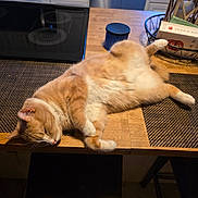 Nubbins is registered to the contest to win money with this photo: animal, cat, cozy, domestic_animal, fur, furniture, home, indoor, kitchen, orange_cat, paw, pet, placemat, relaxing, resting, sleeping, stovetop, table, whiskers, wooden_table