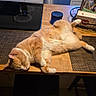 animal, cat, cozy, domestic_animal, fur, furniture, home, indoor, kitchen, orange_cat, paw, pet, placemat, relaxing, resting, sleeping, stovetop, table, whiskers, wooden_table