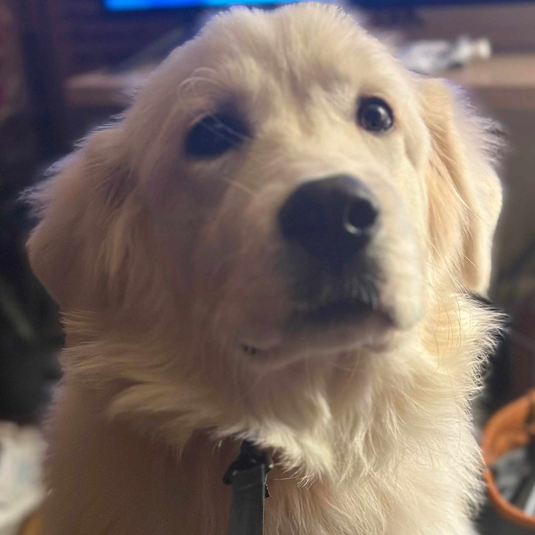 Chatzi is registered to the contest to win money with this photo: animal, canine, cockerspaniel, computerhardware, dog, electronics, eskimodog, goldenretriever, hardware, hound, labradorretriever, monitor, pet, poodle, puppy, screen, snout, terrier, tv, whitedog