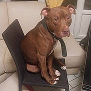 Baloo participe au concours pour gagner de l'argent avec cette photo : dog, brown_dog, indoor, chair, tile_floor, couch, pillow, window, curtain, collar, pet, animal, sitting, looking, furniture, home, domestic, four_legs, ears, nails