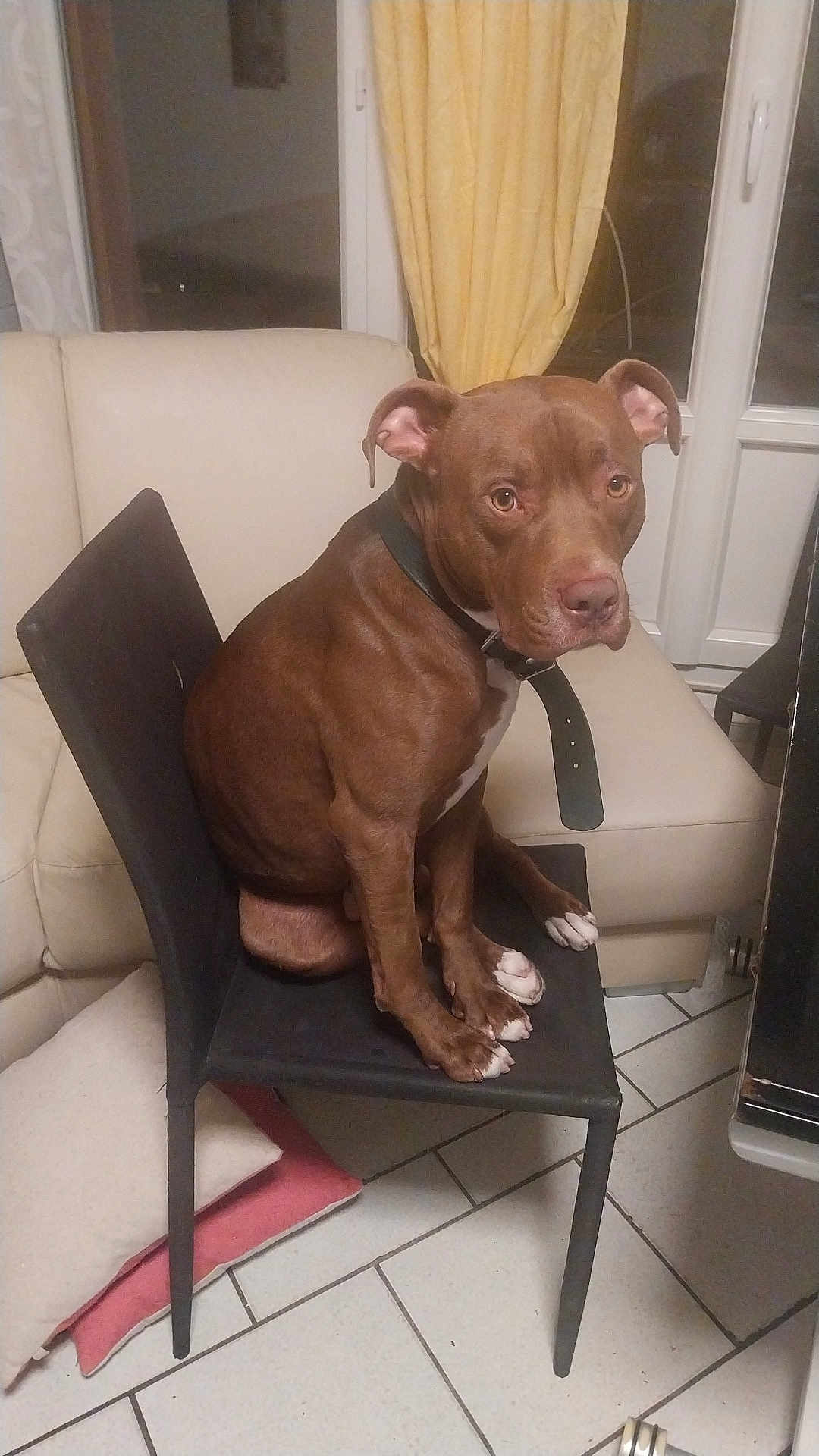 Baloo participe au concours pour gagner de l'argent avec cette photo : dog, brown_dog, indoor, chair, tile_floor, couch, pillow, window, curtain, collar, pet, animal, sitting, looking, furniture, home, domestic, four_legs, ears, nails