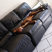 Baloo a rejoint le concours — aidez-le/la à gagner de superbes lots ! animal, black_couch, brown_dog, canine, collar, comfort, dog, domestic_animal, furniture, home, indoor, leather_couch, natural_light, pet, quiet, relaxed, resting, sleeping, tile_floor, window