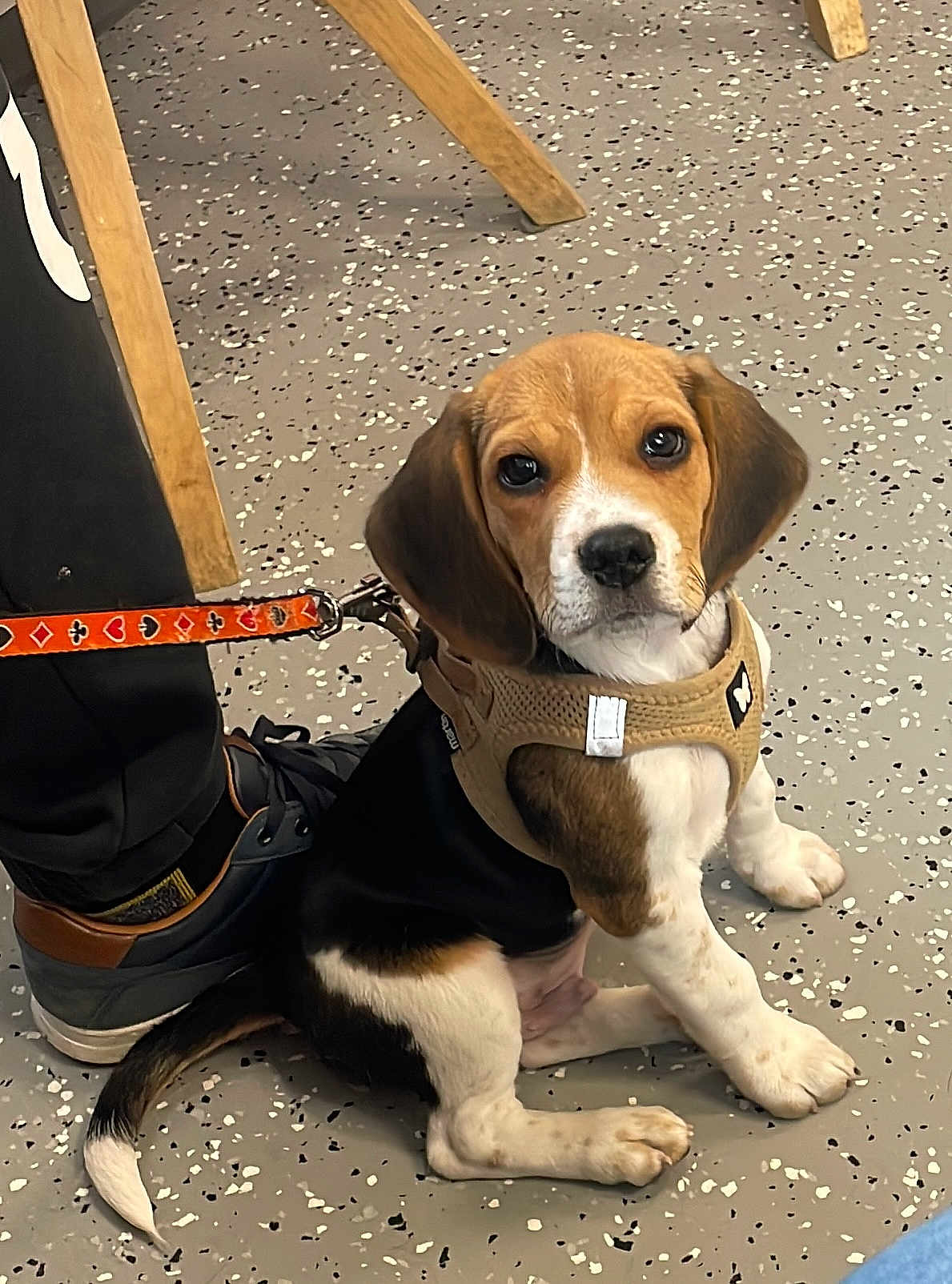 Apache a rejoint le concours — aidez-le/la à gagner de superbes lots ! puppy, dog, beagle, pet, harness, leash, floor, indoor, animal, cute, sitting, young, brown, white, black, ears, tail, collar, person, shoe