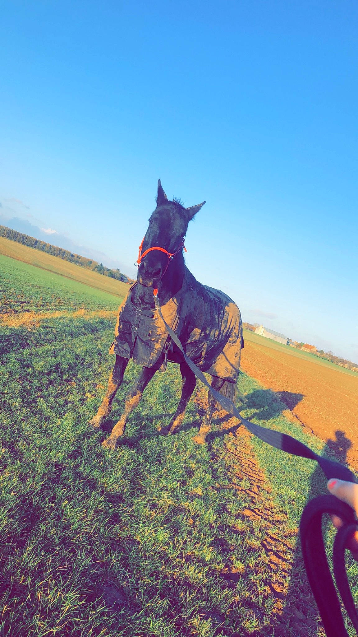 Qualonne participe au concours pour gagner de l'argent avec cette photo : canidae, carnivore, cloud, dobermann, dog, dog_breed, field, grassland, great_dane, guard_dog, hunting_dog, pasture, pinscher, plain, sky, sporting_group, sunlight, working_dog