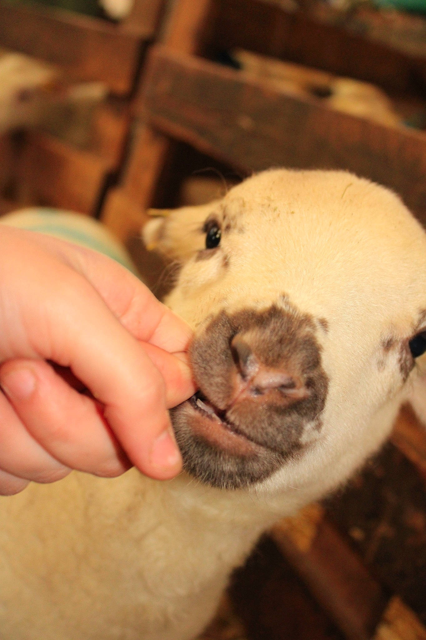 Oreo participe au concours pour gagner de l'argent avec cette photo : snout