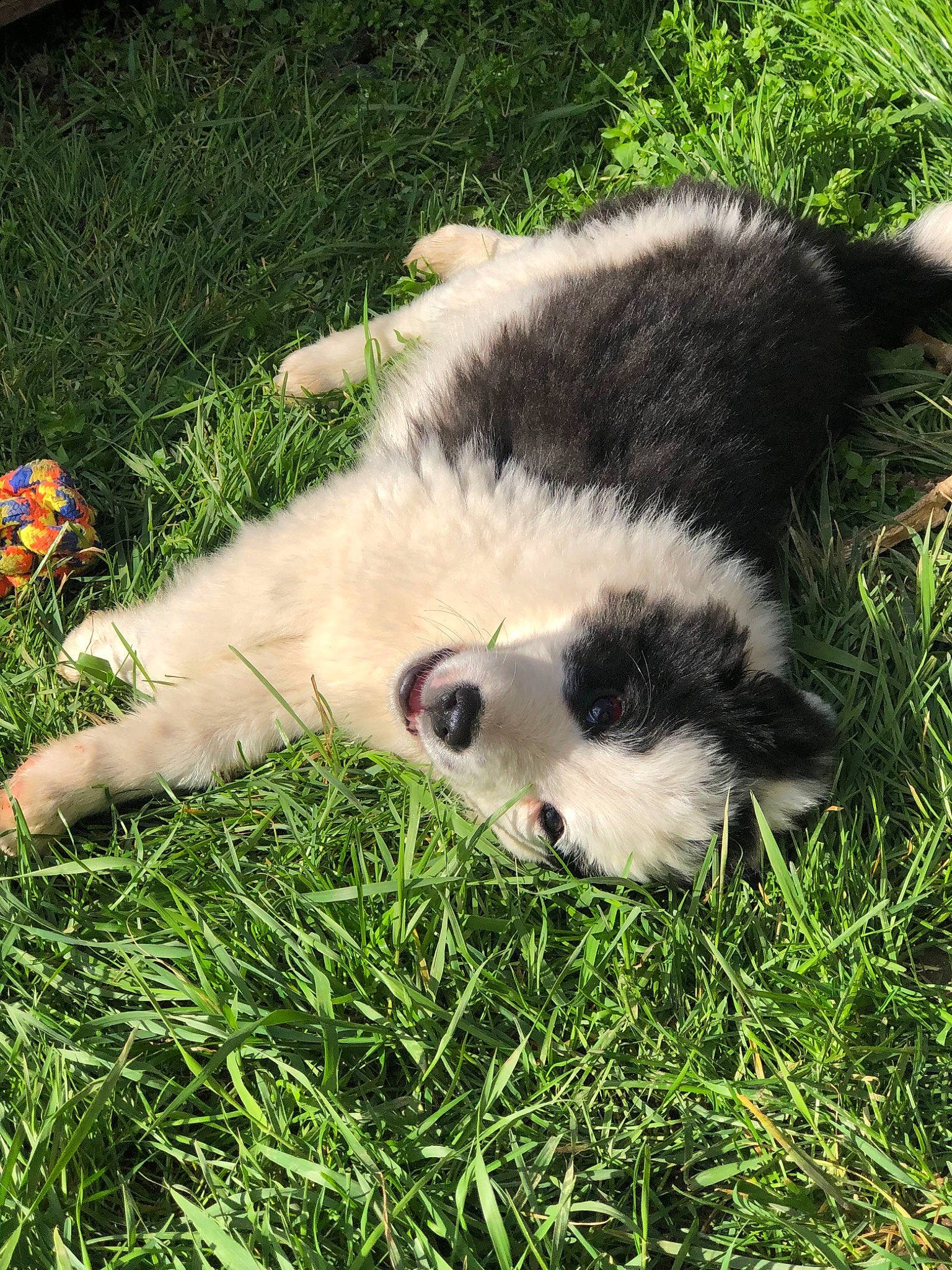 Pablo a rejoint le concours — aidez-le/la à gagner de superbes lots ! border_collie, canidae, carnivore, companion_dog, dog, dog_breed, grass, mammal, plant, puppy, sporting_group, tornjak, vertebrate