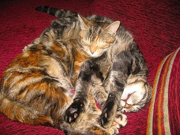 Cannelle participe au concours pour gagner de l'argent avec cette photo : carnivore, cat, domestic_short_haired_cat, dragon_li, european_shorthair, felidae, fur, kitten, mammal, pixie_bob, small_to_medium_sized_cats, tabby_cat, tail, toyger, whiskers