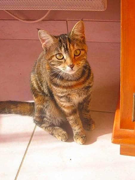 Cannelle