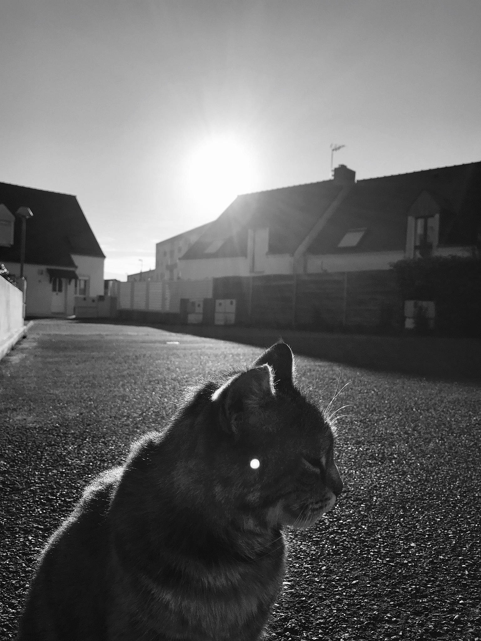 Cannelle participe au concours pour gagner de l'argent avec cette photo : architecture, atmosphere, black, black_and_white, cat, cloud, eye, felidae, monochrome, monochrome_photography, morning, photography, shadow, sky, small_to_medium_sized_cats, snapshot, snout, sunlight, whiskers, white