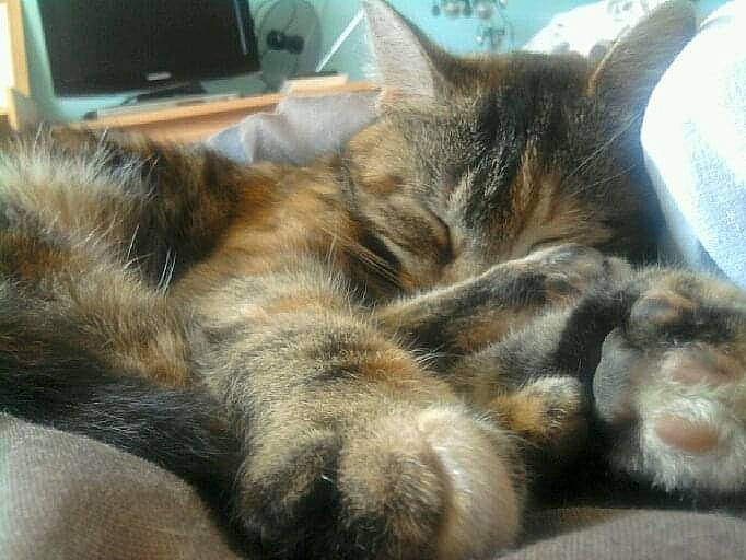 Cannelle a rejoint le concours — aidez-le/la à gagner de superbes lots ! carnivore, cat, claw, domestic_short_haired_cat, felidae, fur, kitten, nap, paw, sleep, small_to_medium_sized_cats, snout, tabby_cat, tail, whiskers