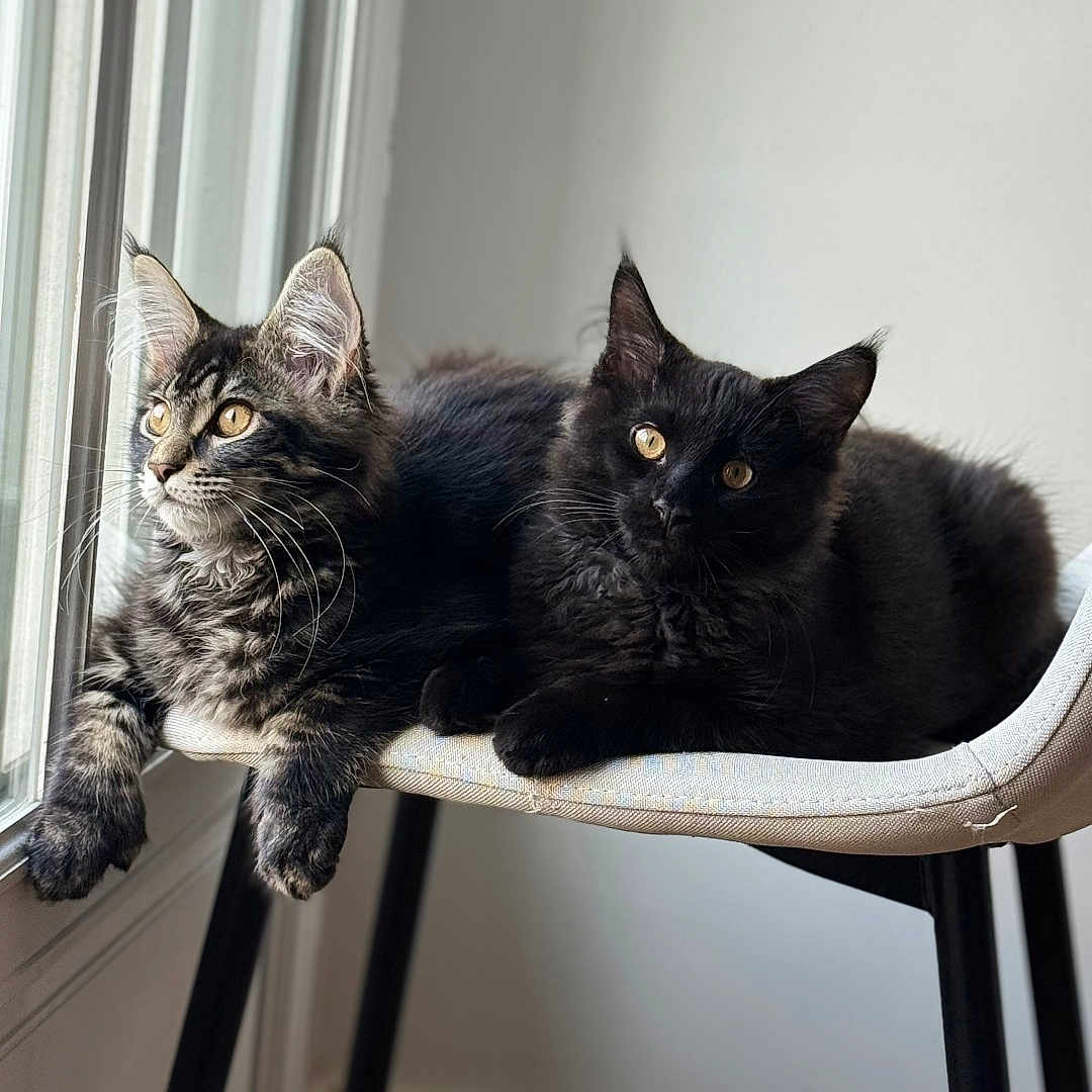 Ashka Et Arthemya participe au concours pour gagner de l'argent avec cette photo : animals, black_cat, cat, chair, companion, cozy, curious, domestic, feline, fur, indoor, natural_light, pets, relaxed, resting, tabby_cat, whiskers, window, wooden_floor, yellow_eyes