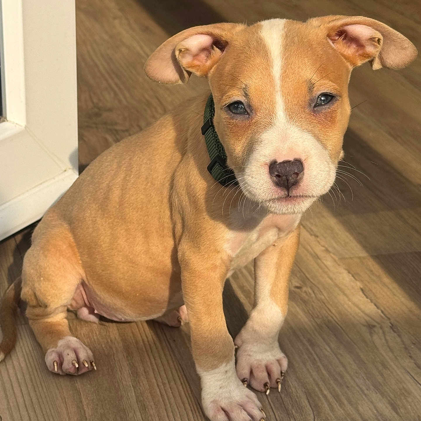 Athena a rejoint le concours — aidez-le/la à gagner de superbes lots ! animal, brown, canine, claws, collar, companion, cute, dog, domestic_animal, ears, floor, indoor, pet, portrait, puppy, sitting, sunlight, white, wooden_floor, young
