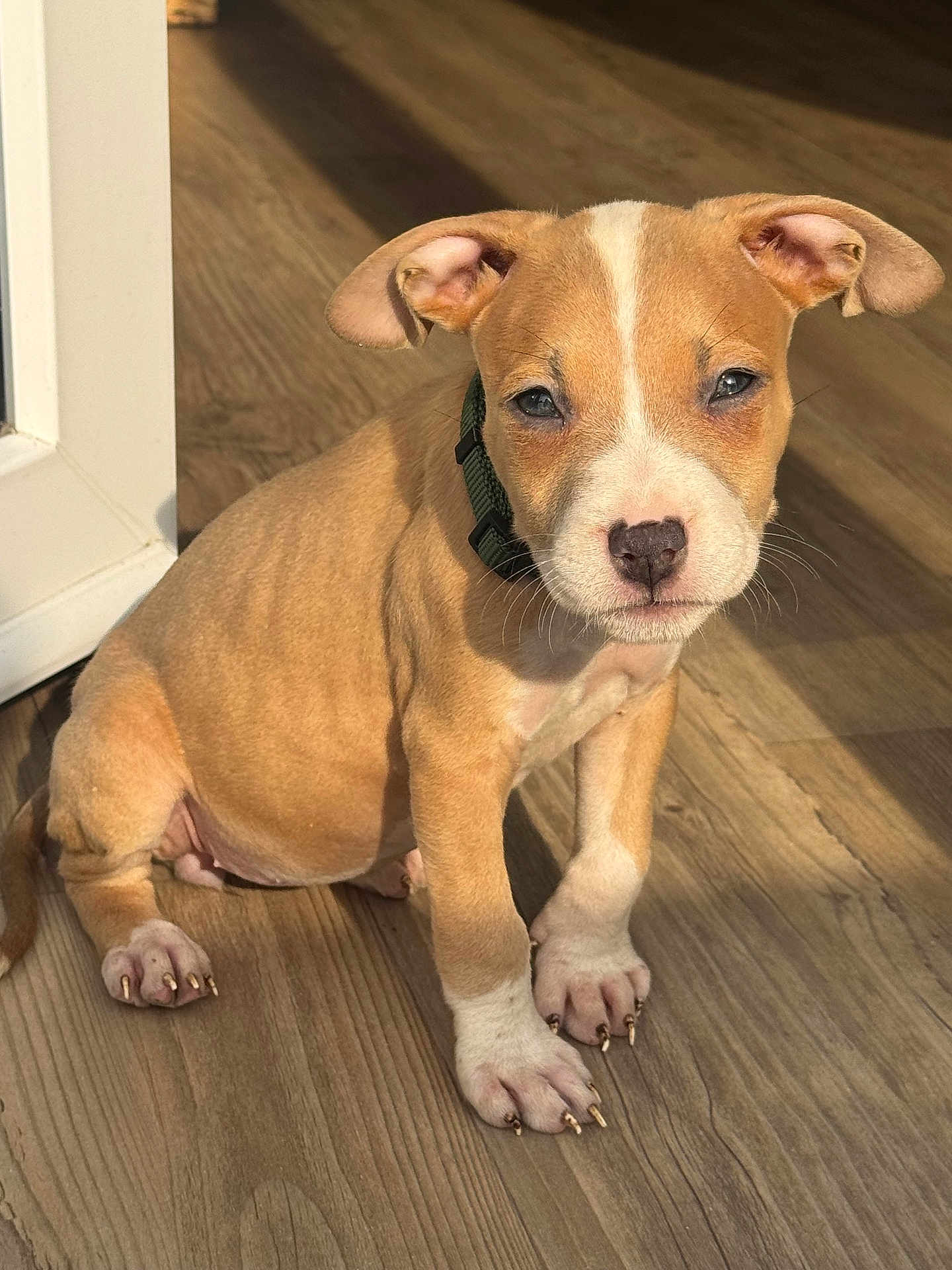 Athena a rejoint le concours — aidez-le/la à gagner de superbes lots ! puppy, dog, brown, white, collar, pet, animal, floor, wooden_floor, indoor, young, cute, ears, claws, sitting, sunlight, portrait, canine, domestic_animal, companion