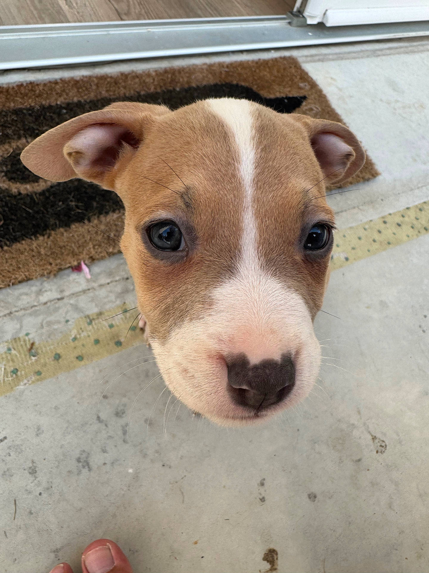 Athena participe au concours pour gagner de l'argent avec cette photo : animal, close_up, concrete, curious, cute, dog, doormat, ears, eyes, face, foot, fur, head, nose, outdoor, pet, puppy, small, whiskers, young