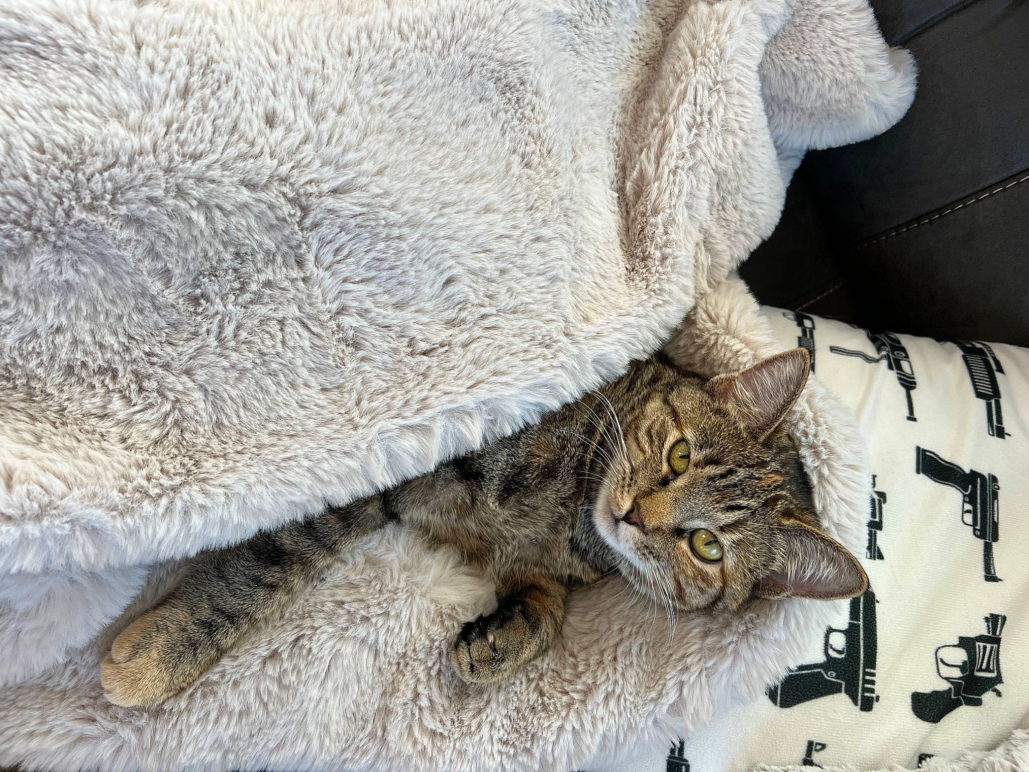 Lua is registered to the contest to win money with this photo: bedding, carnivore, cat, claw, comfort, domestic_short_haired_cat, felidae, fur, grey, linens, pattern, small_to_medium_sized_cats, snout, tail, terrestrial_animal, whiskers, wood, wool, woolen, woven_fabric