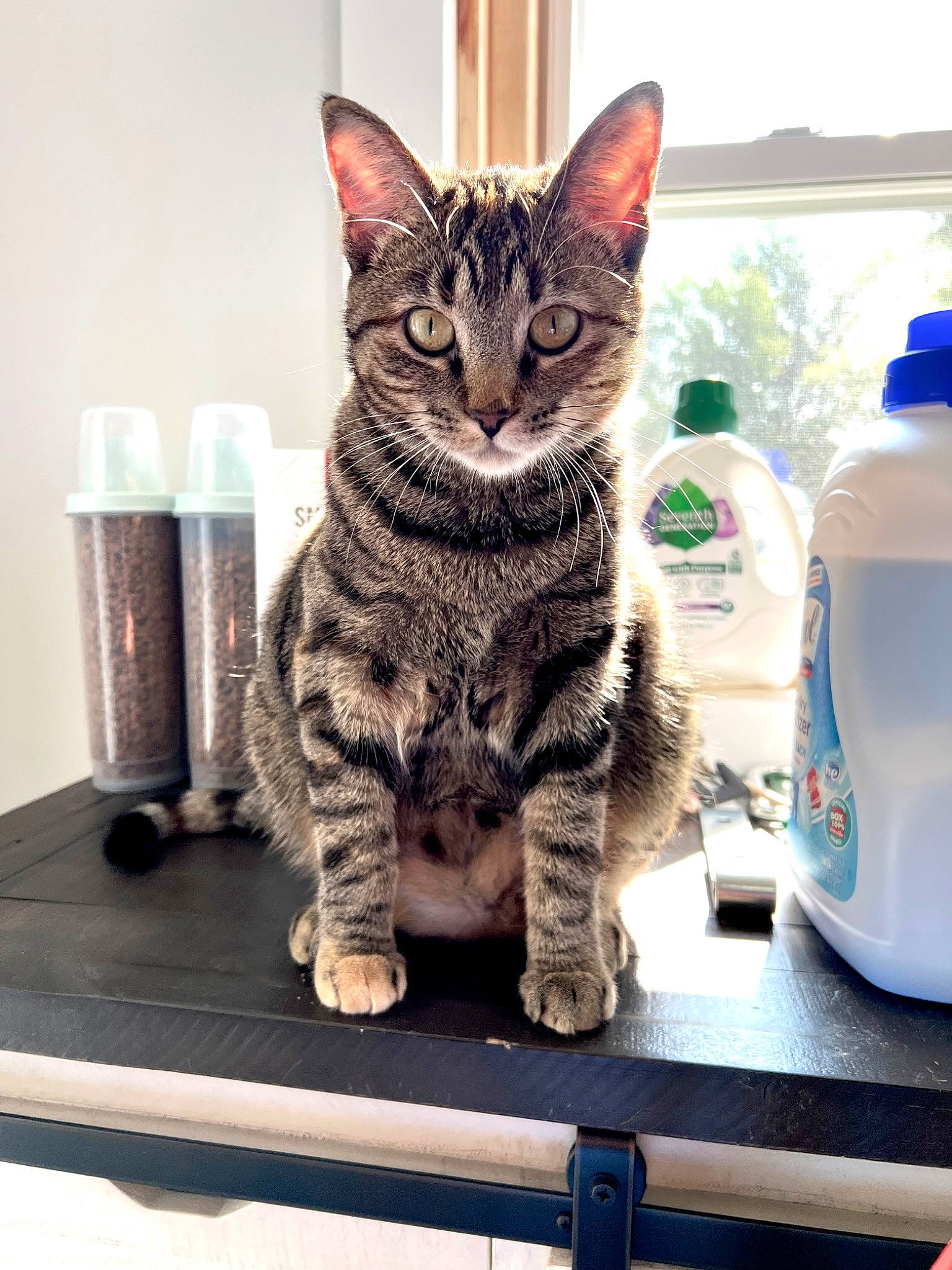 Lua is registered to the contest to win money with this photo: bottle, carnivore, cat, domestic_short_haired_cat, drinkware, felidae, fur, gas, kitchen_appliance, paw, plastic_bottle, rectangle, sitting, small_to_medium_sized_cats, snout, tail, tree, water_bottle, whiskers, window