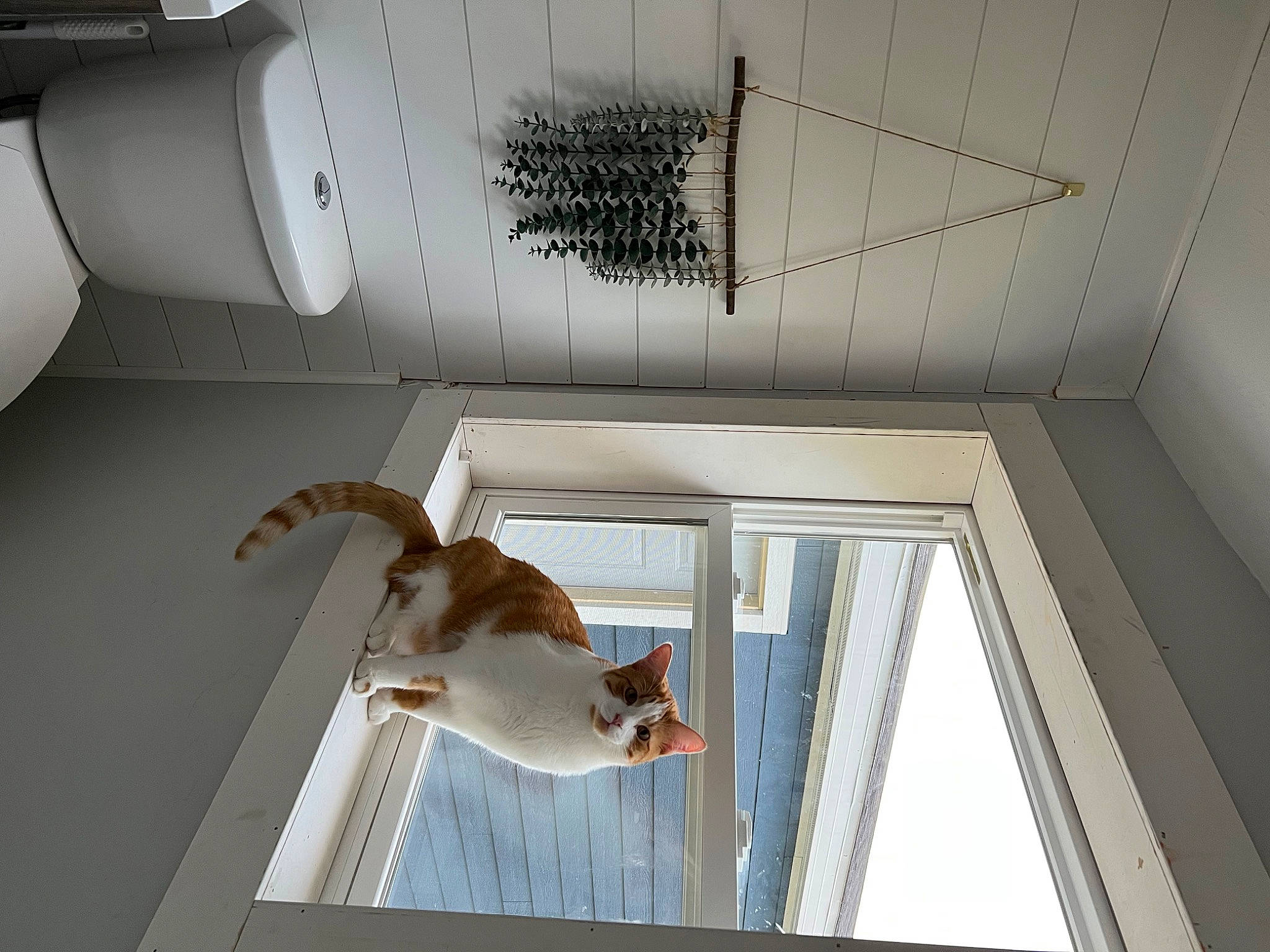 Sherby joined the competition — help win amazing prizes! building, ceiling, cylinder, daylighting, felidae, line, machine, metal, molding, plumbing, roof, room, sash_window, shade, tail, window, window_covering, wood