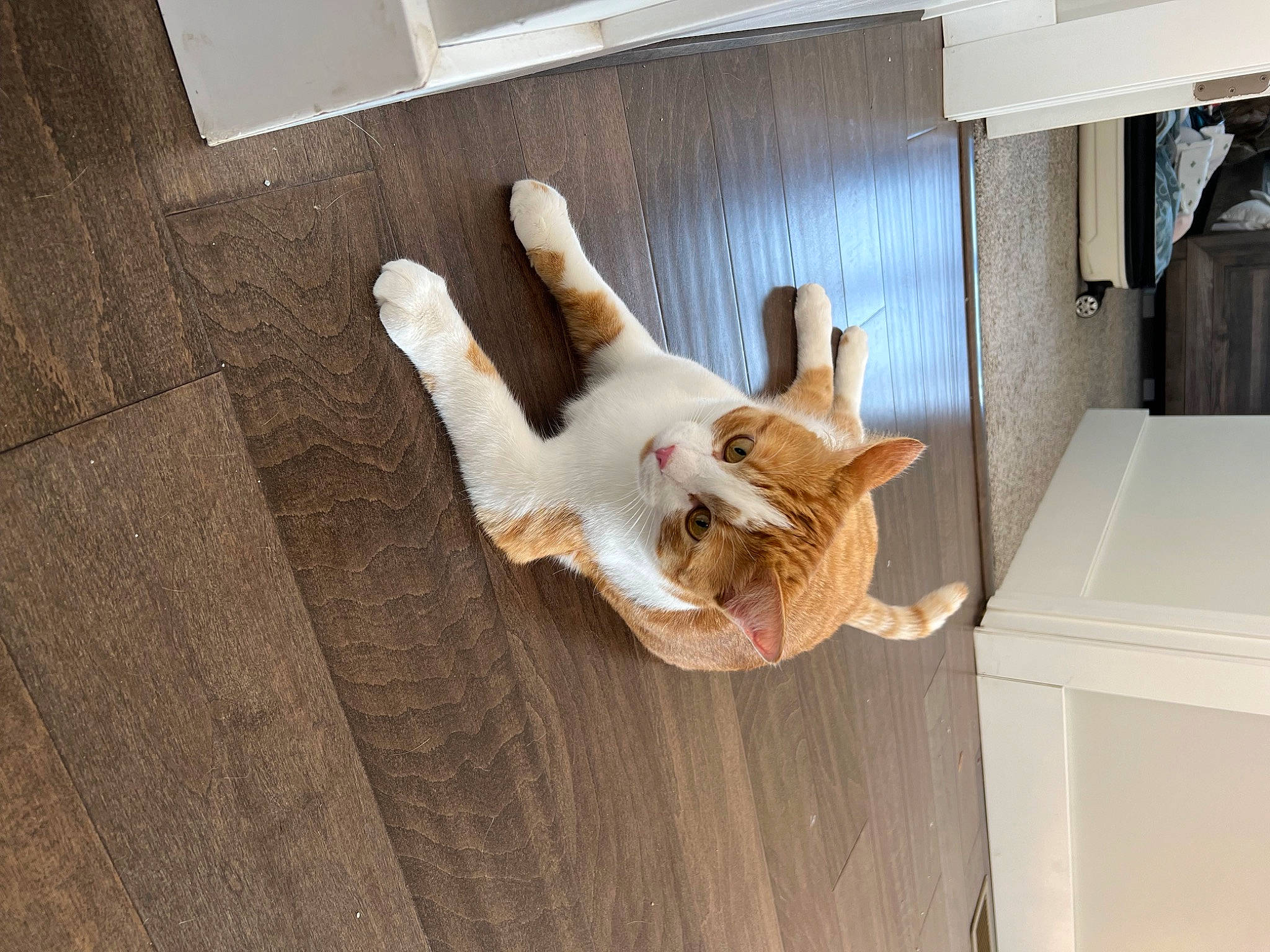 Sherby is registered to the contest to win money with this photo: cabinetry, carnivore, cat_supply, companion_dog, dog_breed, drawer, fawn, felidae, floor, flooring, fur, hardwood, room, small_to_medium_sized_cats, snout, sporting_group, tail, whiskers, window, wood