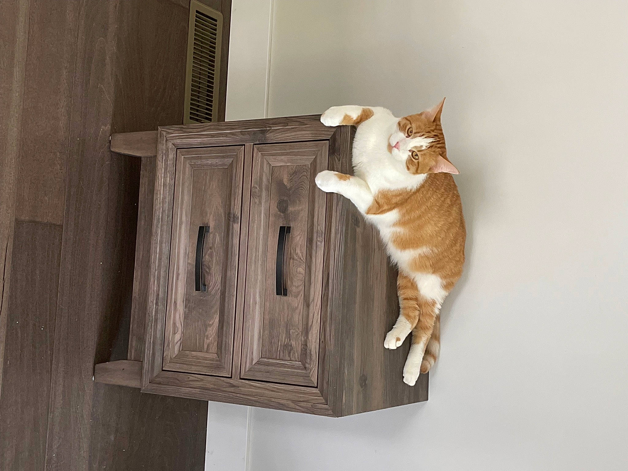 Sherby joined the competition — help win amazing prizes! carnivore, cat, cat_supply, chair, domestic_short_haired_cat, door, fawn, felidae, fur, hardwood, home_door, pet_supply, plank, plywood, small_to_medium_sized_cats, tail, whiskers, window, wood, wood_stain