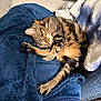 animal, blanket, blue_blanket, cat, comfort, couch, cozy, feline, fur, home, indoor, paw, pet, relaxing, sleepy, soft_texture, stretching, striped, tabby_cat, whiskers