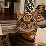 Tommy is registered to the contest to win money with this photo: animal, blurred_background, carpet, cat, christmas_tree, closeup, collar, cozy, curious, cute, feline, furniture, holiday, home, indoor, lights, pet, portrait, tabby, whiskers