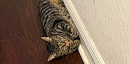 Tommy joined the competition — help win amazing prizes! animal, baseboard, cat, content, cute, domestic, feline, floor, indoor, licking, paw, pet, relaxed, resting, sleepy, striped, tabby, tongue, wall, wooden_floor