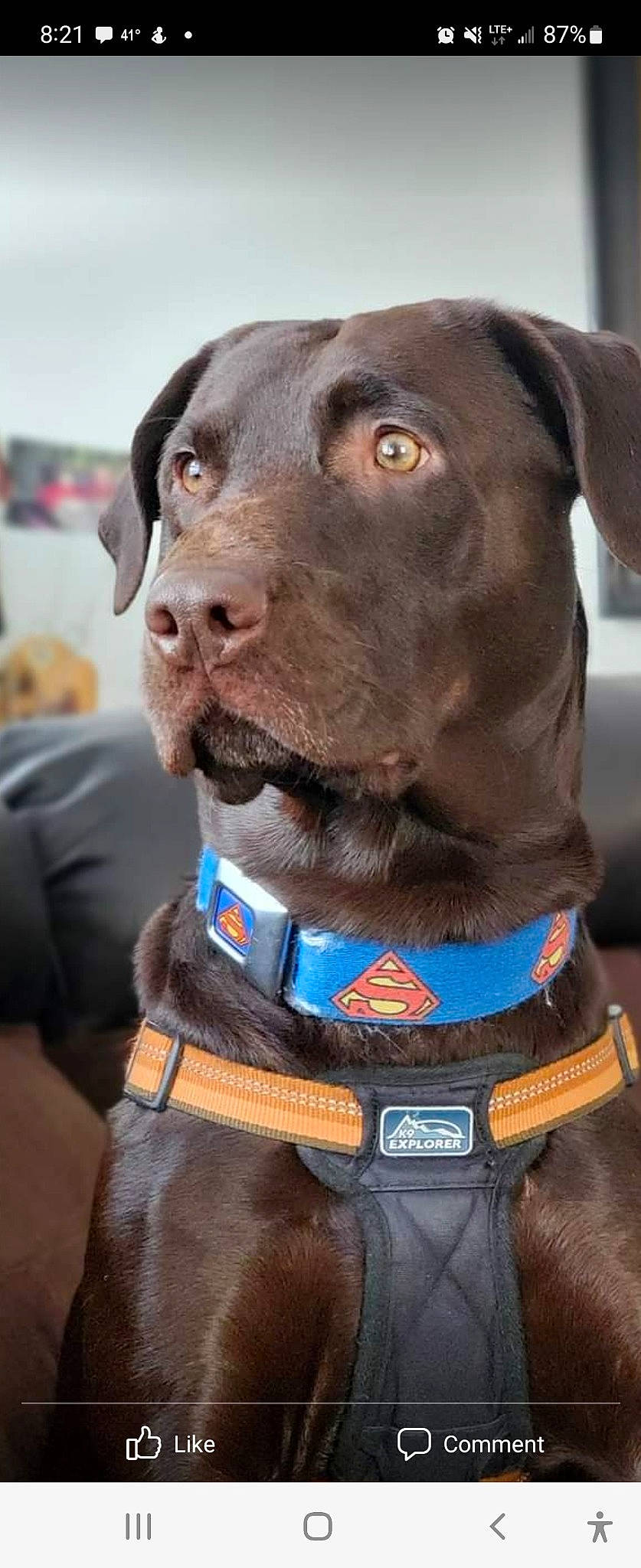 Blanket is registered to the contest to win money with this photo: carnivore, collar, companion_dog, dog, dog_breed, dog_collar, electric_blue, event, fashion_accessory, fawn, fur, hat, leash, liver, pet_supply, snout, sporting_group, whiskers, working_animal